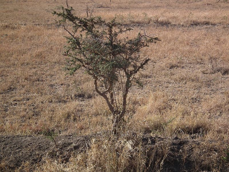 Archivo:Acacia drepanolobium 1.jpg