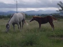 Alamosa.jpg