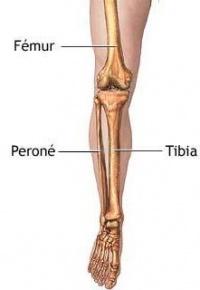 Anatomía esqueletica de la pierna.JPG
