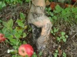 Barknecrosis01.jpg
