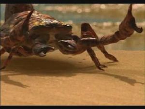Brontoscorpio.jpg