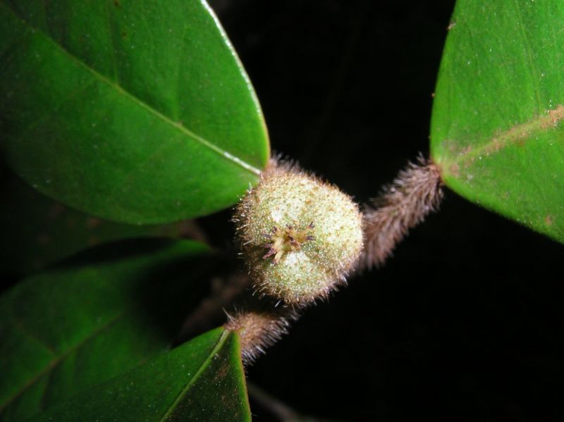 Archivo:Croton macrobuxus 3.jpg