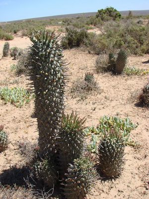 Euphorbia schoenlandii.jpg