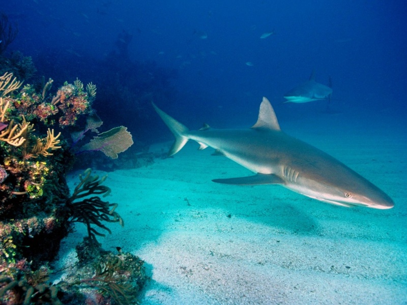 Archivo:Grey reef sharks 1024x768-710925.jpeg