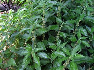 Parietaria officinalis.jpg