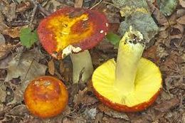 Russula aurea.jpg