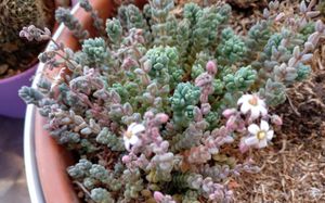 SedumDasyphyllum.jpg
