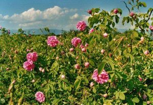 Valle de las rosas.jpg