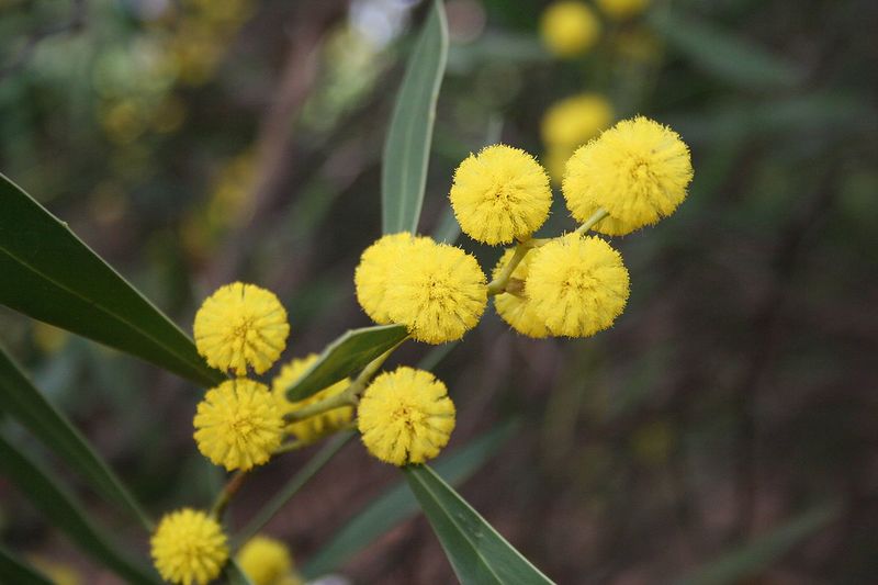 Archivo:Acacia beckleri 3.jpg