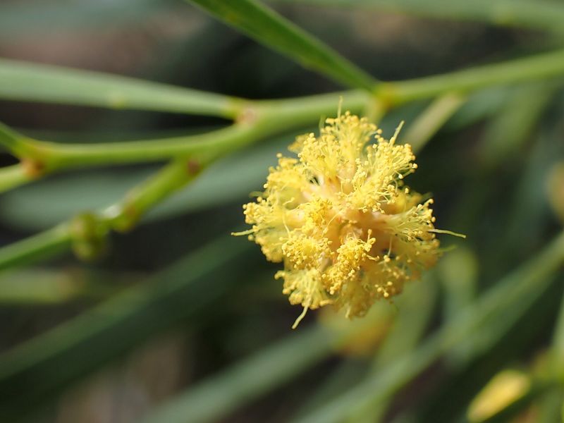 Archivo:Acacia iteaphylla 4.jpg