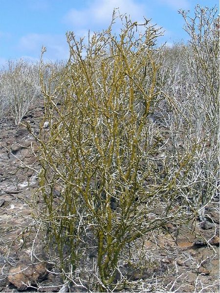 Archivo:Croton scouleri.jpg