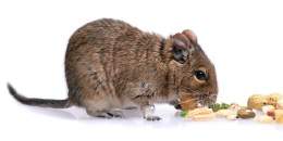Degu1.jpg