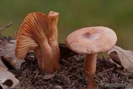 Lactarius decipiens1.jpg
