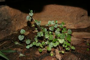 Peperomia pellucida.JPG