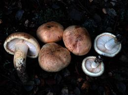 Tricholoma acerbum.jpg