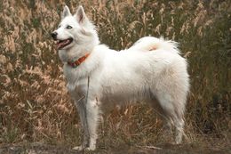 Yakutian Laika.jpg