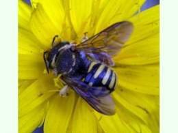 Abeja cardadora de lana.jpg