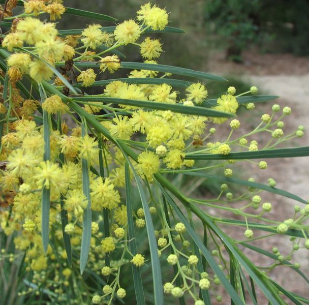 Archivo:Acacia flocktoniae.jpg