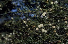 Acacia gonophylla.jpg