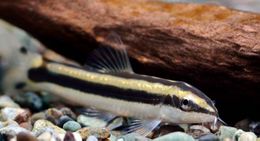 Ambastaia-nigrolineata.jpg