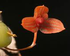 Flor nacional de Australia
