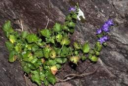 Campanula elatines.jpg