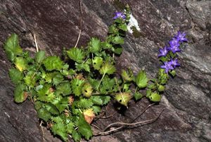 Campanula elatines.jpg