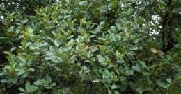 Castanopsis-delavayi-vista-superior-medium.jpg