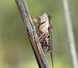 Cicada.JPG