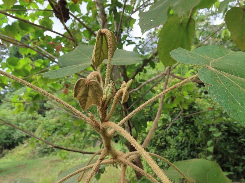 Archivo:Croton smithianus.jpg