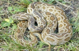Dabiolla ruselli.JPG