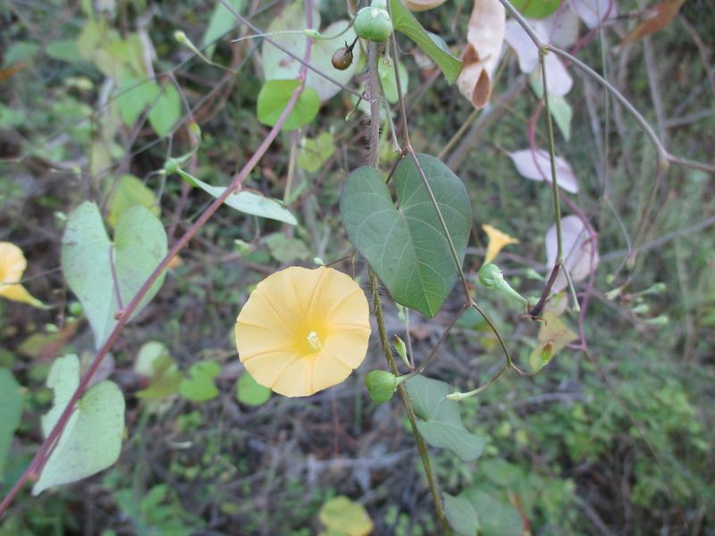 Archivo:Ipomoea microsepala.JPG