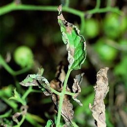 Phytophthora infestans tomate.jpeg