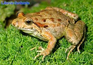 Sapillo pintojo.jpg