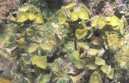 Turbinaria turbinata.JPG