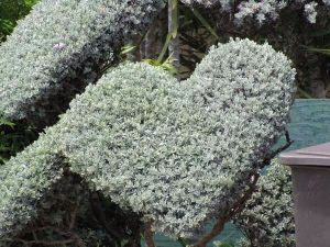 Una-planta-cenizo-monterrey-texas-leucophyllum-frutescens-D NQ NP 913621-MLM20812797619 072016-F.jpg