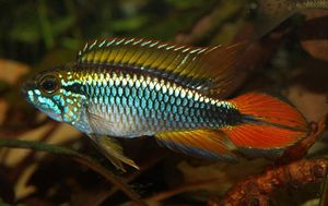 Apistogramma agassizii blue red.jpg