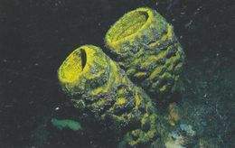 Aplysina lacunosa.jpg