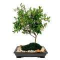 Miniatura de la versión del 13:59 11 abr 2012