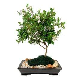 Bonsai-1.jpg