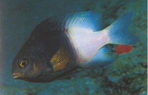 Damisela bicolor.JPG