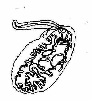 Didymocystis sp..jpg