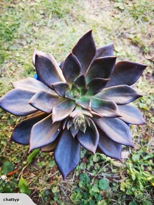 Echiveria black.jpg