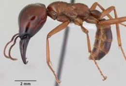 Hormigas arboricolas.jpeg