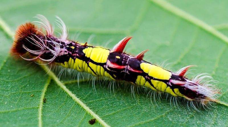 Archivo:Larva de morfo.jpg