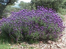 Lavandula pedunculata 05.jpg