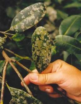 Mancha de alga plaga.jpg