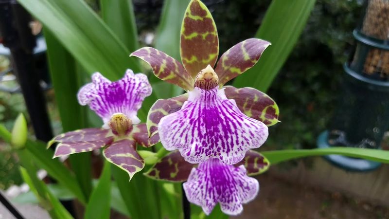 Archivo:Orquideas .jpg