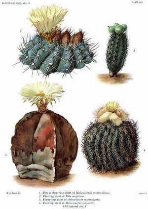 Parodia mammulosa.jpg