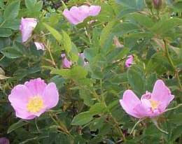 Rosa-virginiana.jpg